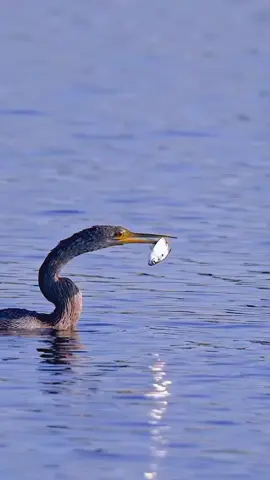 #islamic_video #foryou #foryoupage #tiktokviral #