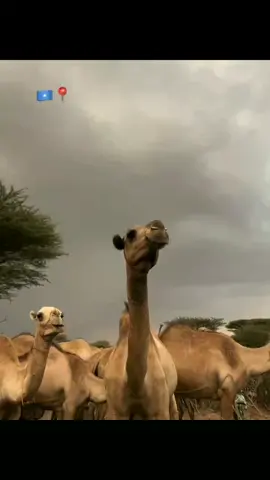 #TrendMomentos #CapCut #fppppppppppppppppppppppp 