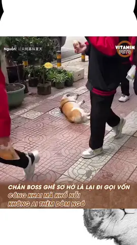 #PoodleVietnam #poodlecute🐶 #PoodleNhàMaikas #MaikasPetshop #PoodleCute 