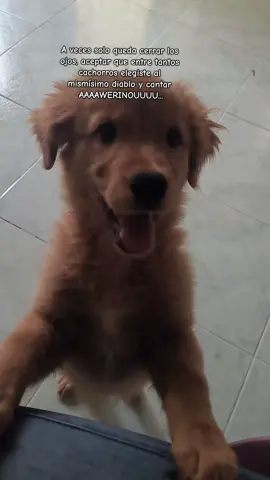 Mi pequeño demonio jajaja #pets 