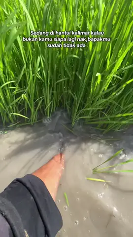 #bismillahfyp #petaniindonesia🇮🇩🇮🇩🇮🇩🌿🌿 #petanimuda #wijapaggalung🌾 #anakpetani🌾 