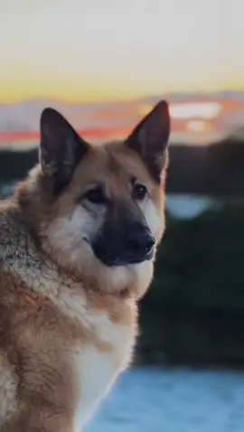 HARRY 🤍🪽  Our hearts are broken, but I know you’ll find us again in another life, Bouffle boy. We love you, Harry Kyle. Thank you for every single day you protected our family. The safety you brought us healed me in ways I’ll never be able to put into words. Nala is lost without you she still waits for you, just as loyal as you always were to her. I know you’ll always be by Daddy’s side, his soul pet, his shadow and I know you’ll find your way back to us when it’s time.  Our bestest boy in the whole wide world. See you in a bit, baby boy. 🤍 