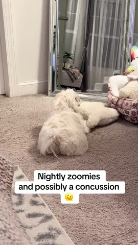 She’s intense #dogzoomies #dogfail #shihtzu #maltese #munchkinandbiscotti 