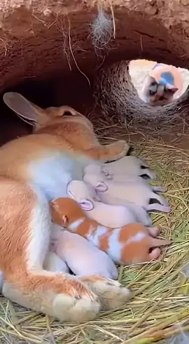 The Moment Cat Mom Retrieved Her Baby from a Rabbit Nest 🐇✨#CatMom #RabbitMom #KittenRescue