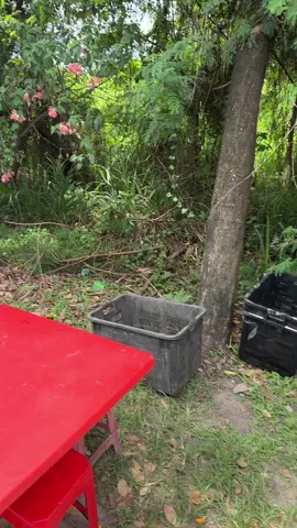 durian murah 9/12/2025 location seri sahabat cheng #musangking #blackthorn#durianmurah#cheng#adabeliadapecuma