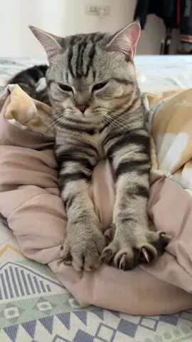 Cat Attraction Sounds #261 This sound attracts 99% of cats #cat #catlover 