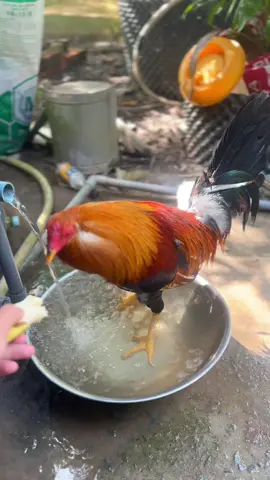 #gà_chọi_việt_nam #gàtre 