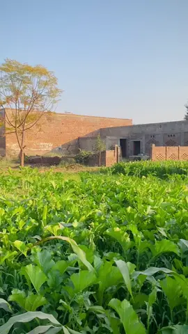 ♥️🦁 #foryoupage #viralvideo #unfrezzmyaccount #fyp #viral #grandfather 