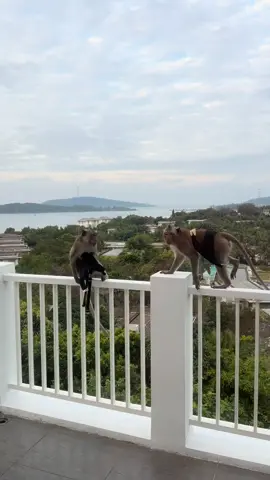 #ржака #прикол #обезьяны #путешествие #экстрим 