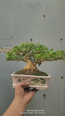 nhất kim nhì nguyệt#quốcanvương #câycanhnghethuat #dungcubonsai #tiktoklive #xuhuong 