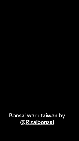#bonsai #bonsaiwaru #jangkauanluas #fypシ゚ @semua orang 