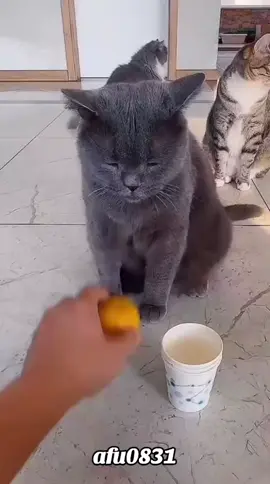 #粉丝一千万 #cat #funny #foryou #fyp 