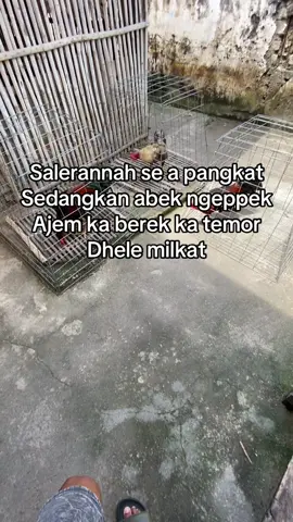 Uwwaaayyyyy… 🥱 #hobbyayam #beranda #fyp #ayambangkokindinesia #bangkokclasik 