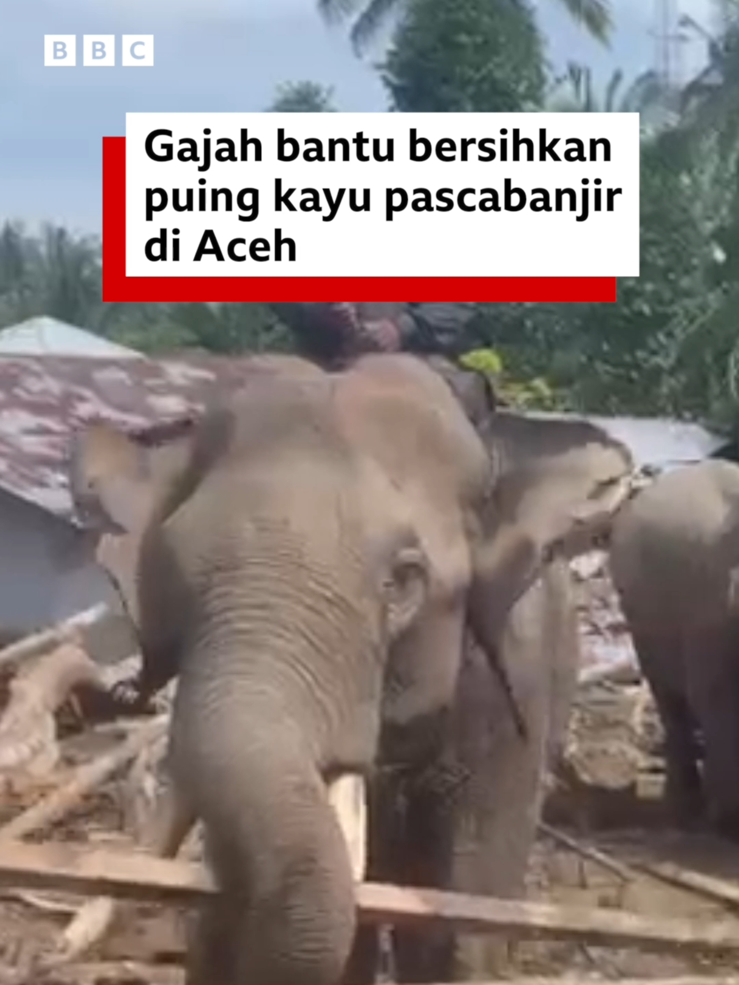 Empat ekor gajah dari BKSDA Aceh ikut membersihkan puing kayu yang terbawa arus banjir di Kabupaten Pidie Jaya, Aceh.  Empat gajah itu bernama Abu, Mido, Ajis, dan Noni. Mereka adalah gajah terlatih dari Pusat Latihan Gajah Share.  Mereka akan bertugas bersama mahout selama tujuh hari di wilayah yang tidak dapat dijangkau alat berat.  Sebelumnya, para gajah juga pernah ditugaskan membersihkan puing tsunami Aceh pada 2004 silam. #gajah #mahout #Aceh #BKSDA#banjir