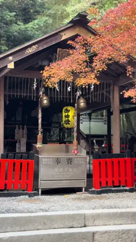 Rich enough to see the fall foliage in arashiyama& walk through the bamboo forest. ❤️ Definitely love riding the rankyo boat ride! Be respectful to nature.  #japan #kyoto #arashiyama #bambooforest #autumn 