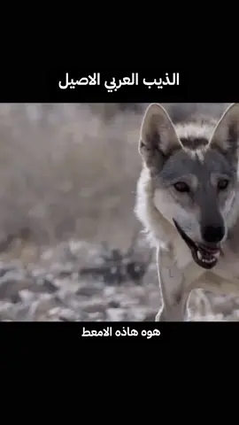 ابو سرحان الهارف 🦅#ابو_نمر_الجنوبي_العراقي #صعدوو_ءڪڪسبلور_للايڪ_متابعه #اعاده_نشر🔁 