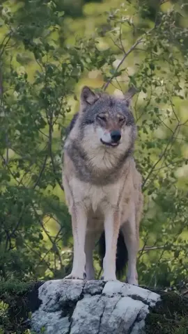 #fifaworldcup #sportsontiktok 