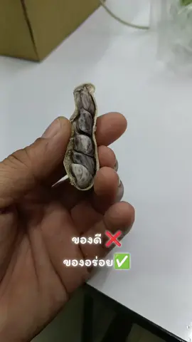 #ถั่ว5เม็ด #เครื่องราง #เครื่องรางของขลัง 