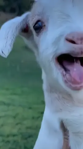 Repost🫶/ Wait For Loha Paar🤣#shazu #unfrezzmyaccount #viralvideo #foryou 