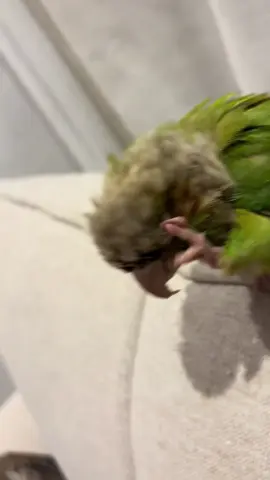 #كنيور #نشبه #حمدي 