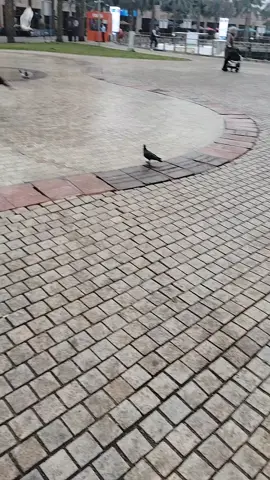 #السالميه_الكويت🇰🇼 #الكويت_مصر_السعودية_سوريا_الامارت ال