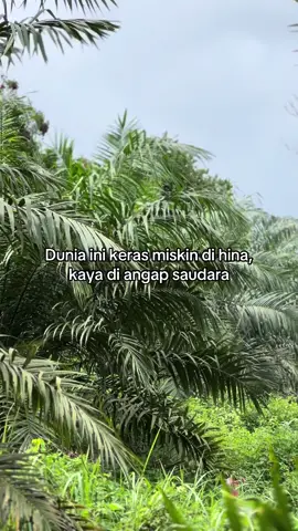 Realita hidup #petanimuda #sawit #petanisawit #landak #bengkayang 