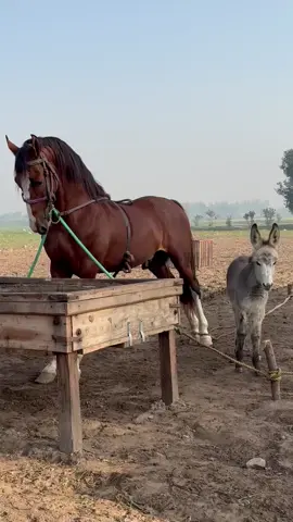 Fakher e Chana ❤️#ماشاءاللّٰه_سبحان_اللّٰه_💖 #nezabazi #mangini #foryoupage #horse 