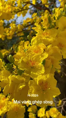 #MaiVàngBìnhPhứơc  chào 2026 