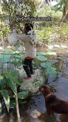 #สัตว์เลี้ยงแสนรัก #หมาคว่ำโฟมทำแม่สุดที่รักจกน้ำ #หมาเล่นน้ำ #หมาแสนรู้ 