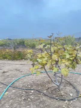 صباح الخير ☔️🌧️👋🫶##صباح #ايزيدخان #شنكال #عراق #شعب_الصيني_ماله_حل😂😂 