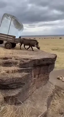 #virl #trendingvideo #foru #funny #foryuopage 