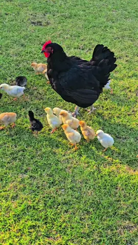 مسرحه هيه وزعاطيطها😂#australia #sydney #استراليا🇦🇺 #سدني🇭🇲 #اكسبلوررر 