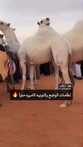 #لطامات_الوضح🔥 #لطامات_عتيبه #افلح_من_ذكر_الله 