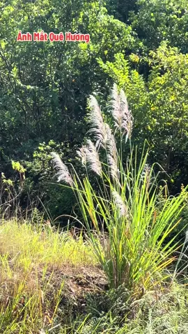 #nhachaymoingay #xuhuongtiktok #canhdepthiennhien 