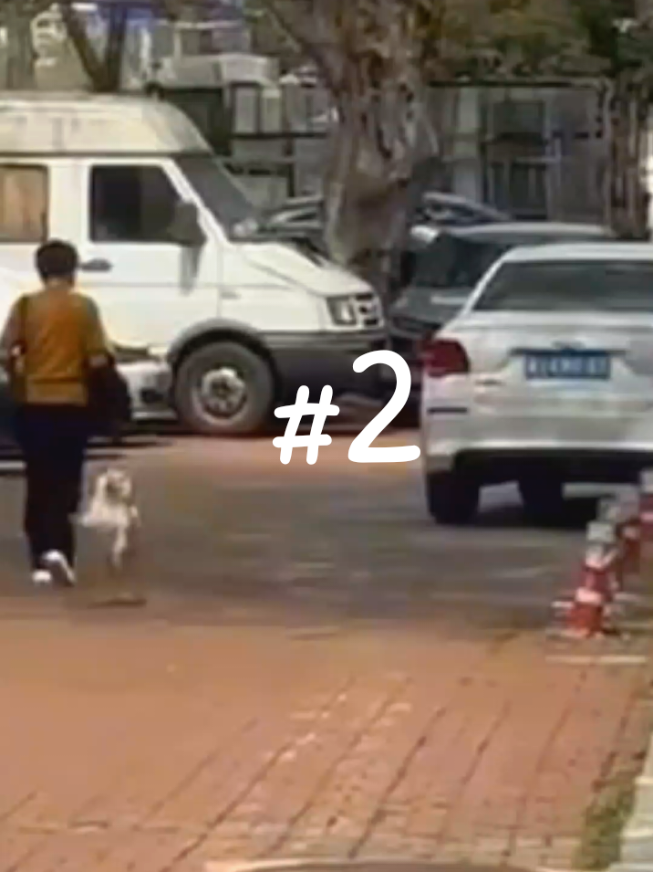 Bình an là được....#pet #dog#animals#xuhuong 