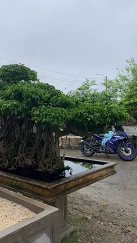 Xanh quê @346-047,313