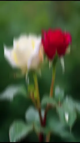 #🕊️🥀💔🥀🕊️ #🥀🥀🥀🥀🥀💔💔💔💔💔💔🥀🥀🥀💔💔💔💔🥀 #🕊️🕊️🕊️🍁🍂🥀🕊️🍁🥀🍂🕊️🤎 