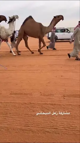 🥇#مهرجان_الملك_عبدالعزيز_لمزاين_الابل10  #مطير_اهل_الثلاث_المعجزات #زعل_الديحاني #مروعات_الصفر #صفر_مطير🔥 