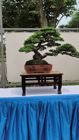 pamnas bandung jawara