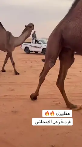 #هقاوي #الصفر #زعل_الديحاني #الصياهد 