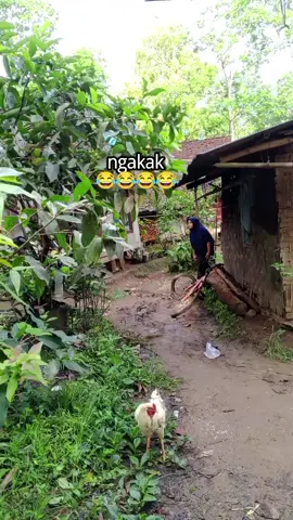 hiburan #komedi #lucu #kocak