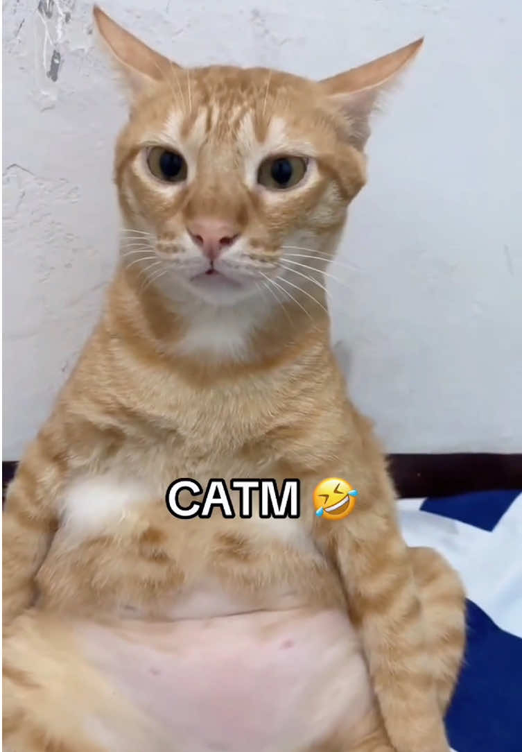 cat core#funnycats #funnyanimals #petvideos #cat #catsoftiktok   