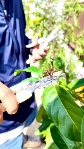 กรรไกรตัดสวน ตัดง่ายมี2แบบ ปากแหลมตัดกิ่งบาง ปากโค้งตัดกิ่งหนา น้ำหนักเบาด้ามจับทำมาให้เข้ากับมือ ใช้งานง่าย#กรรไกร #กรรไกรแต่งกิ่ง #กรรไกรตัดแต่งกิ่งไม้ #กรรไกรแต่งสวน #กรรไกรตัดกิ่ง 