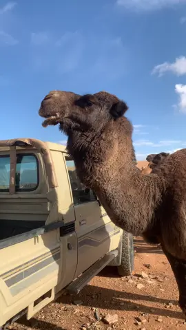 #مشالله_تبارك_الله #سلوق_بنغازي_ليبيا #البيضاء_الجبل_الاخضر 