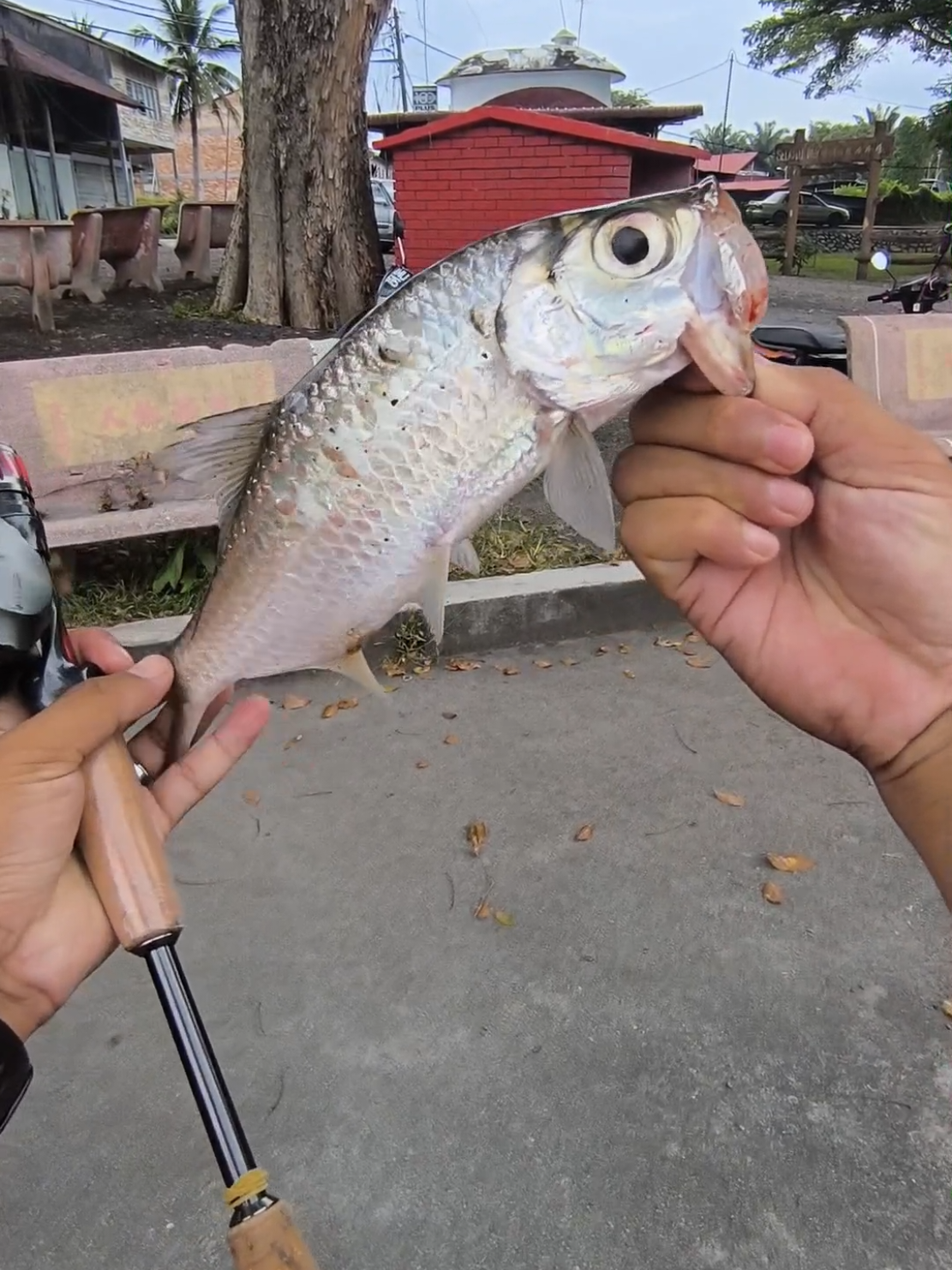 Simpan Kenangan Memancing dengan Sahabat bawa spot mancing dia 🩷🔥 #CapCut #casting #tarponfishing 