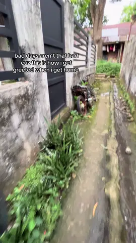 🥹🥹 #dog #sweet #4u 