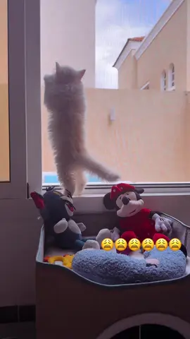 #قطط #cats #جدة #ينبع 