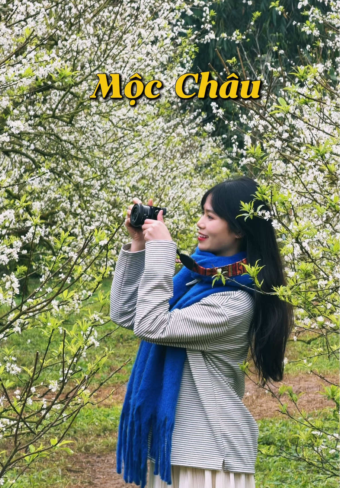Hoa mận Mộc Châu đẹp quá cả nhà ơi #phuongoii #mocchauthang12 #hoamanmocchau #tourmocchau  #sommuonthi 