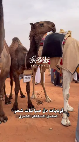 #صباحات_شمر #صباحات #شمر #مهرجان_الملك_عبدالعزيز_لمزاين_الابل10 #الصياهد 