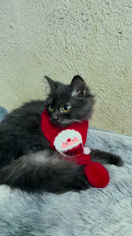 Deseve ng pet niyo🎄🧣✨ #petwell #christmas 